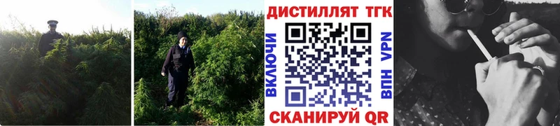 ТГК Wax  Геленджик 